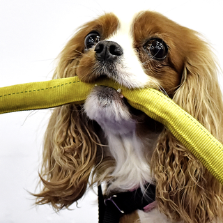 Illustration for article titled Wow, this dog racing through an obstacle course is insanely fast